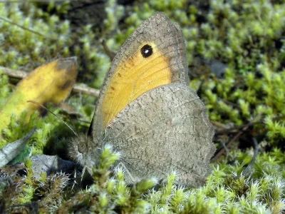 Hyponephele lycaon