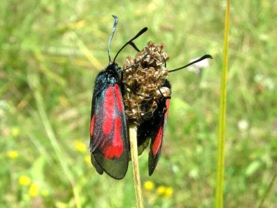 Zygaena (Mesembrynus) purpuralis