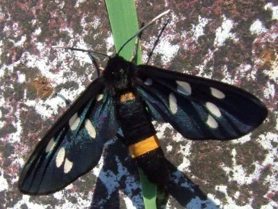 Amata (Syntomis) phegea