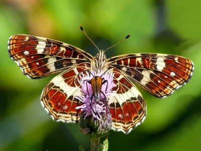Araschnia levana