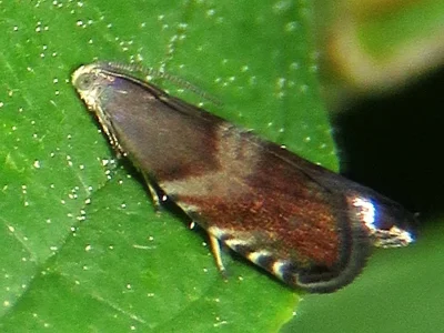 Strophedra nitidana