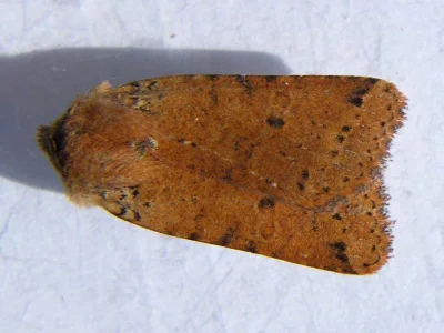 Agrochola ruticilla