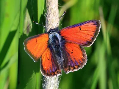Lycaena (Heodes) hippothoe