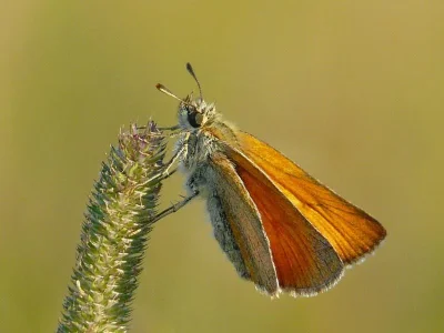 Thymelicus lineola