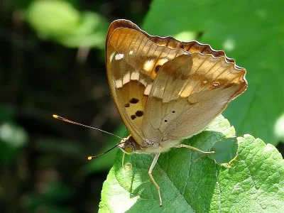 Apatura ilia