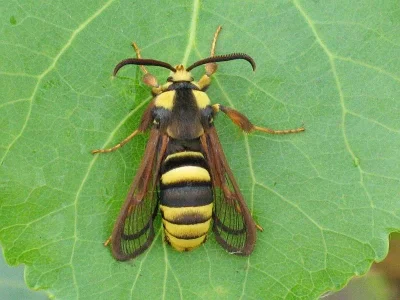 Sesia apiformis