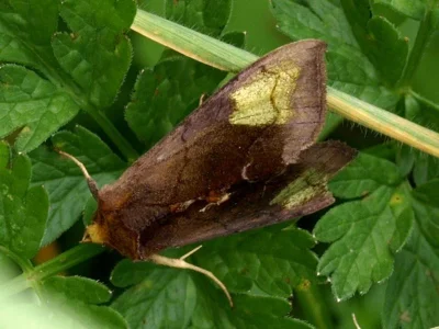 Diachrysia chryson