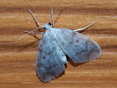 Nudaria mundana