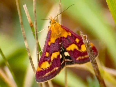 Pyrausta purpuralis