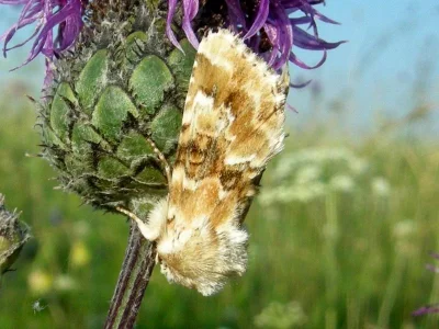 Eremobia ochroleuca