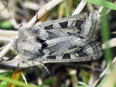 Episema (Episema) glaucina