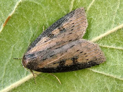 Chilodes maritima