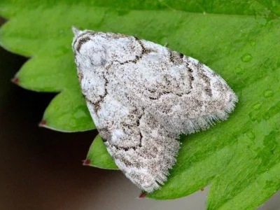 Nola (N.) confusalis