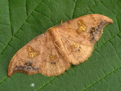 Sabra harpagula