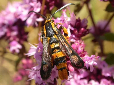 Chamaesphecia (Scopulosphecia) masariformis
