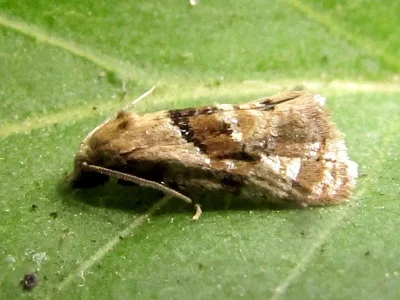 Phalonidia manniana