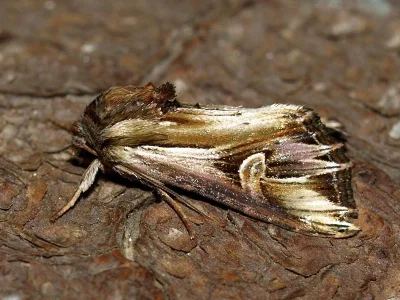 Actinotia polyodon