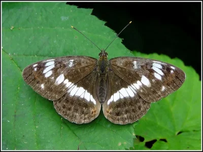 Limenitis camilla