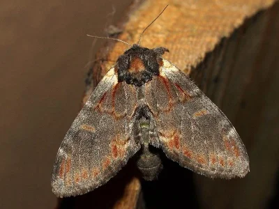 Notodonta dromedarius