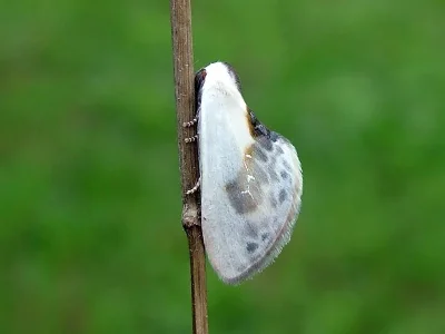 Cilix glaucata