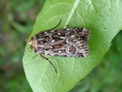 Lycophotia porphyrea