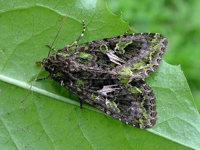 Trachea atriplicis