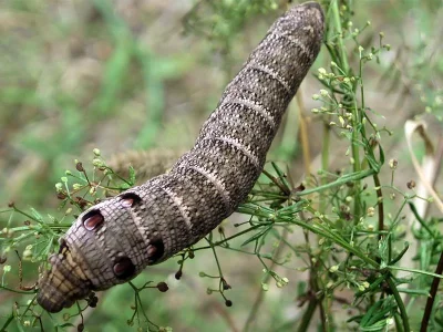 Deilephila porcellus