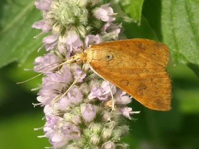 Udea fulvalis