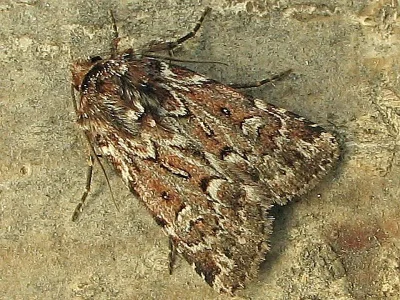 Lycophotia porphyrea