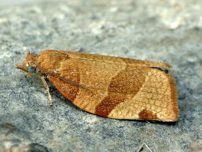 Pandemis cerasana