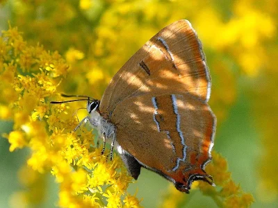 Thecla betulae