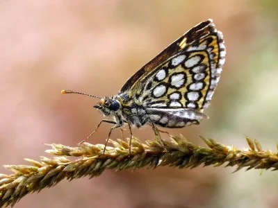 Heteropterus morpheus