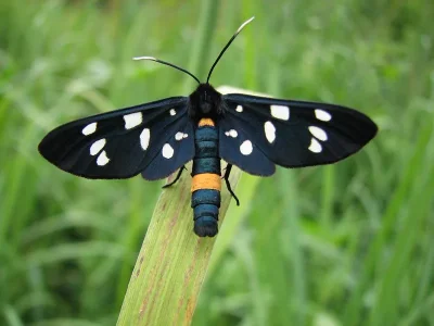 Amata (Syntomis) phegea