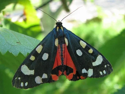 Callimorpha dominula