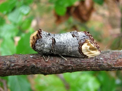Phalera bucephala
