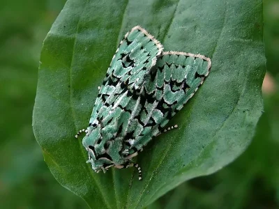 Dichonia (Griposia) aprilina