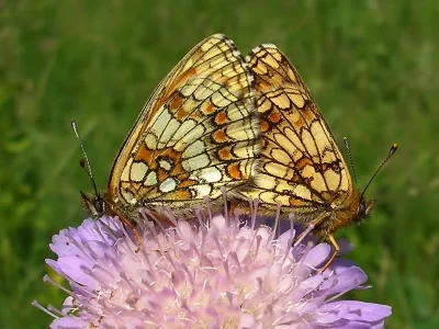 Melitaea (Mellicta) athalia
