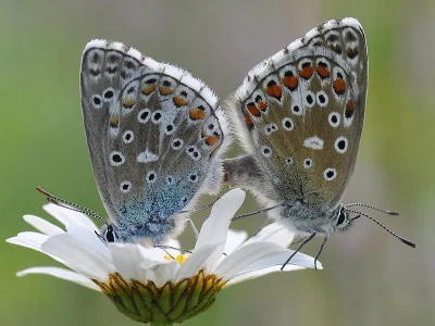 Polyommatus (Lysandra) bellargus
