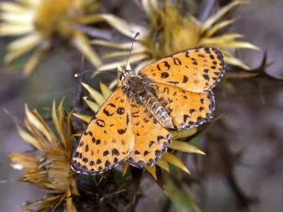 Melitaea didyma