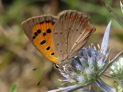 Lycaena (Lycaena) phlaeas