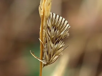 Cynaeda dentalis