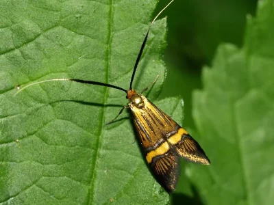 Nemophora degeerella