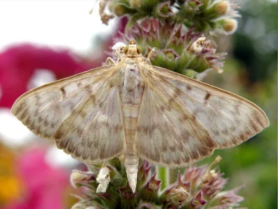 Patania ruralis