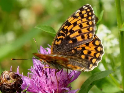 Argynnis (Fabriciana) niobe