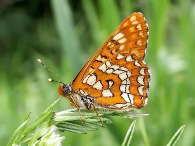 Euphydryas (Hypodryas) maturna