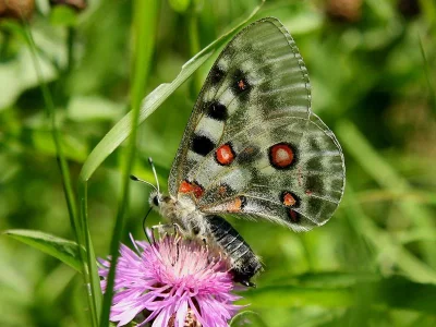 Parnassius (Parnassius) apollo