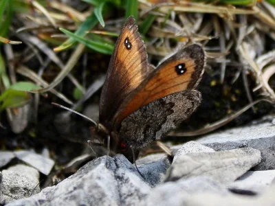 Erebia gorge
