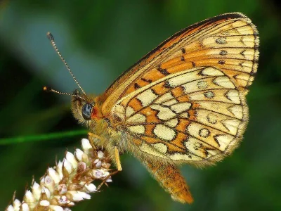 Boloria (Proclossiana) eunomia
