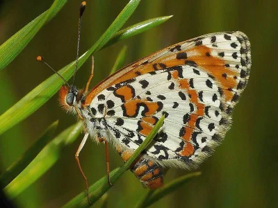 Melitaea didyma