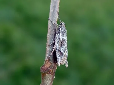 Diurnea lipsiella